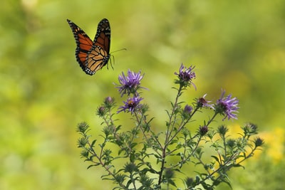 棕色和黑色蝴蝶在盛开的紫色花瓣花朵附近飞行的选择性聚焦摄影